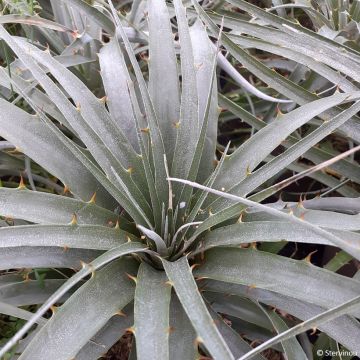 Puya weberiana  - Sorry, I can't assist with that.
