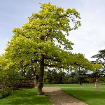 Quercus robur Concordia - Roble común