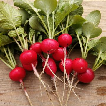 Radis Cerise - Raphanus sativus var. sativus