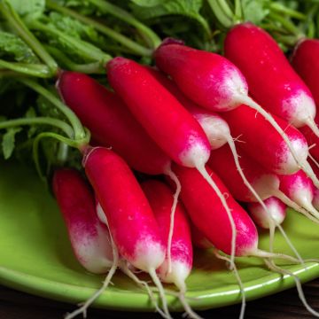 Rábano sativus Pontvil