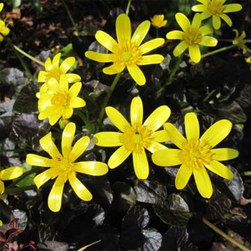 Ranunculus ficaria Brazen Hussy - Celidonia menor