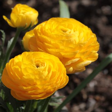Ranunculus asiaticus Yellow - Ranúnculo