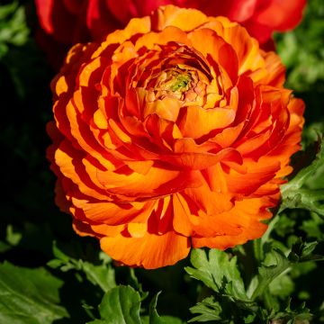 Marimoña Vortex F1 Orange
