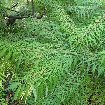 Rhus typhina Dissecta - Zumaque de Virginia