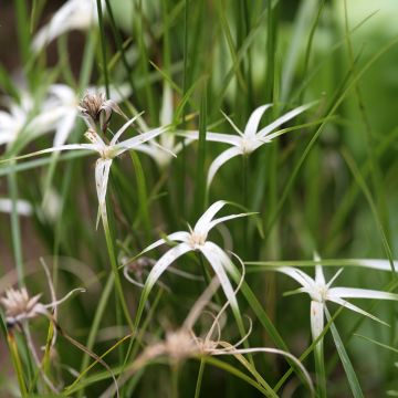 Rhynchospora colorata - Estrella blanca