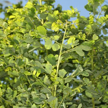 Robinia pseudoacacia Coluteoides - Falsa acacia
