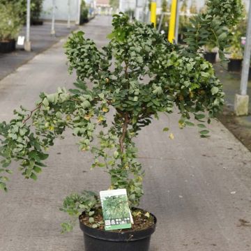 Robinia pseudoacacia Twisty Baby Lace Lady - Falsa acacia