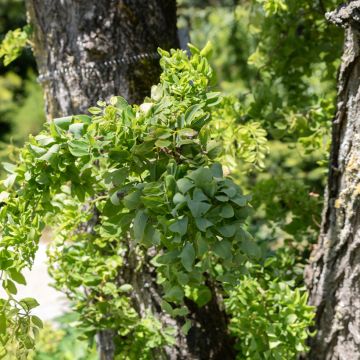 Robinia pseudoacacia Twisty Baby Lace Lady - Falsa acacia