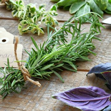 Rosmarinus officinalis  - Romarin officinal, Ensencier, Encensoir, Herbe aux couronnes, Herbe des troubadours, Rosemarine