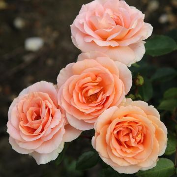 Rosal PATIO ROSE Impala