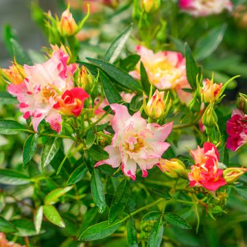 Rosa  Rosy Boom® Wild and Freaky - Rose, Wild rose, Dog rose, Sweetbriar, Briar rose