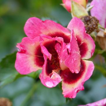 Rosal persica Coral Babylon Eyes - Rosal tapizante