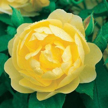 Rosal Blythe Spirit