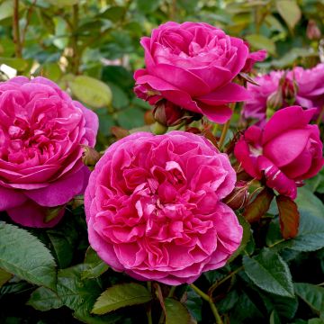 Rosal James L. Austin