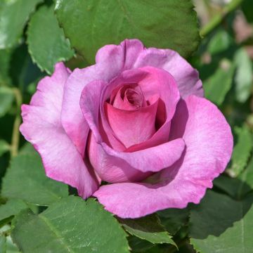 Rosal Mary Rose