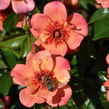 Rosa  Baia® (DECOROSIERS® series) - Rose, Dog Rose, Wild Rose