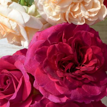 Rosal Crazy Pink Voluptia