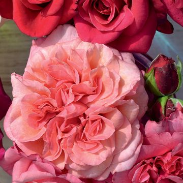 Rosal Pink Voluptia