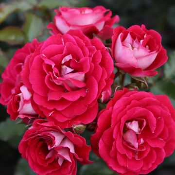 Rosal Lilliputs Corazon