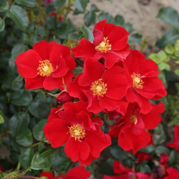 Rosal Nectar Garden Alexander von Humboldt