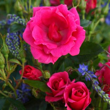 Rosal Nectar Garden Chabadabada