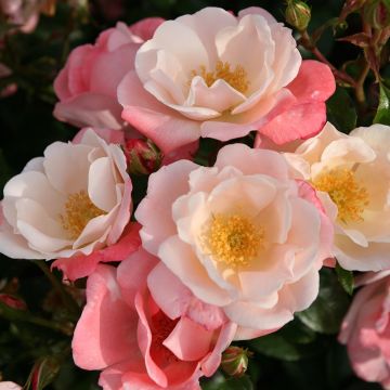 Rosal Nectar Garden Roseromantic