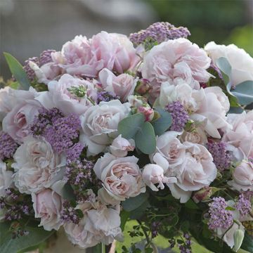 Rosal PARFUMA Constance Mozart