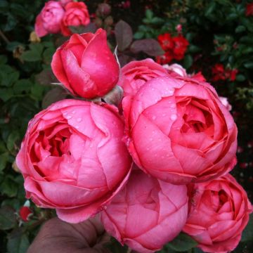 Rosal PARFUMA Princesse de Jardin Marie José