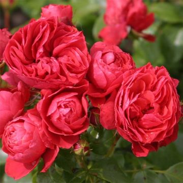 Rosal PATIO ROSE Cherry Girl