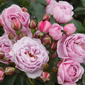 Rosal PATIO ROSE Nautica