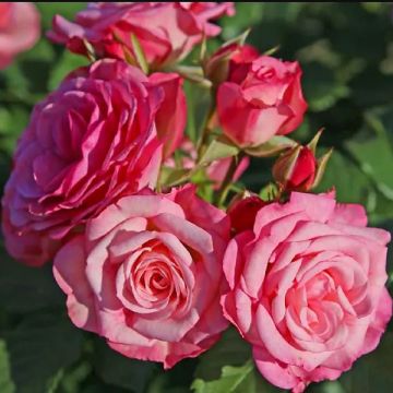 Rosal PATIO ROSE Xenia