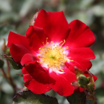 Rosal Rouge Meillandécor