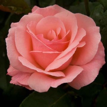 Rosal Queen Elisabeth (Rosal de pie alto)