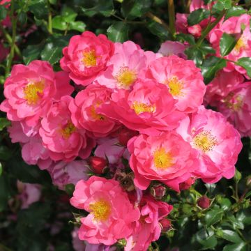 Rosal Rigo Rosen Hotline
