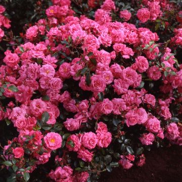Rosal Urban Streetlight Rekord Pink Emely