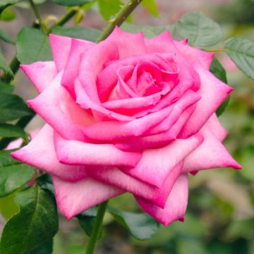Rosal Wedding Bells Eleganza