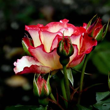 Rosal Betty Boop