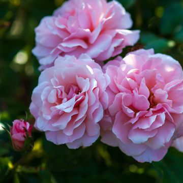 Rosal Botticelli