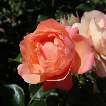 Rosal Fantasia Coral Lions-Rose