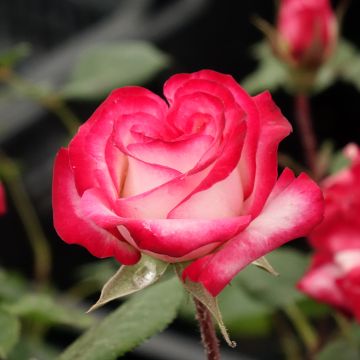 Rosal Laminuette