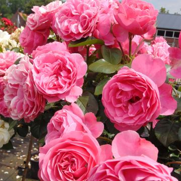 Rosal Leonardo Da Vinci Meideauri