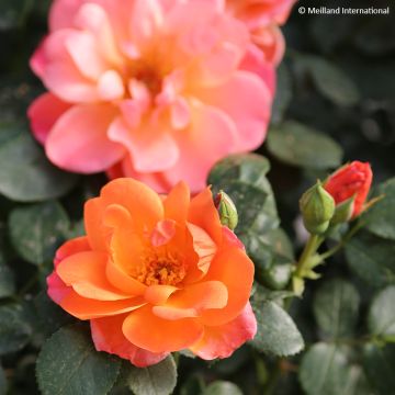 Rosa x floribunda Sugar Candy Rose® Meiconfiz - Floribunda Rose, Cluster-flowered Rose