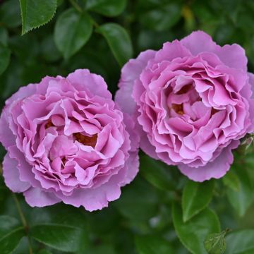 Rosa  Alexandra David Neel® Deldentros - Rose