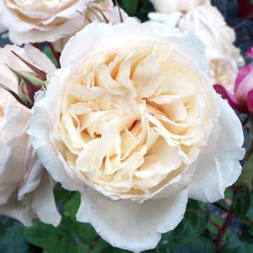 Rosal Baie des Anges