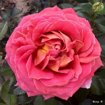 Rosa hybride de thé moderne Broadway® Nirpway - 