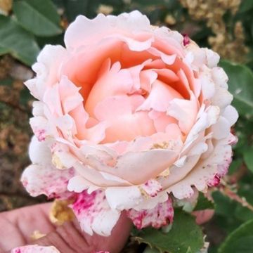 Rosa  Eve de Rothschild® Lapdila - Rose