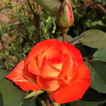 Rosa  France Libre® Deljaunor - Rose, Dog Rose, Briar Rose