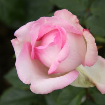Rosal Honore de Balzac