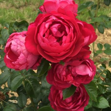Rosal Jingle Bells