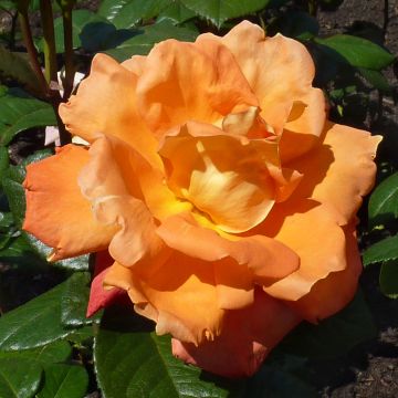 Rosal Louis de Funes